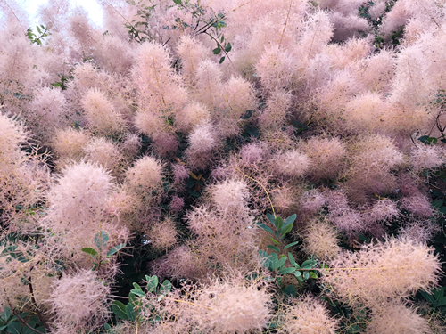 Cotinus coggygria Royal Purple in full flower with a cloudy mass of smoke like flowers